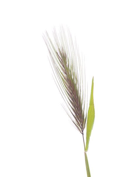Hordeum murinum subsp. murinum Ratten gerst door Augustus Kollner