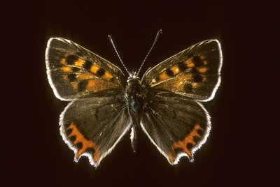 Lycaena phlaeas door Augustus Kollner