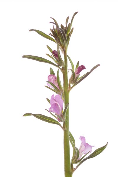 Misopates orontium Rubicond Leeuwenbek Veldleeuwenbek door Augustus Kollner