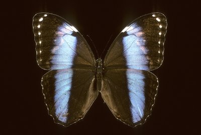 Morpho achilles Mannetje door Augustus Kollner