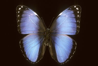 Morpho vitrea door Augustus Kollner