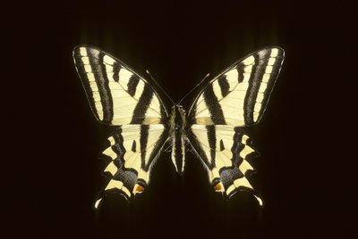 Papilio alexanor Alexanor door Augustus Kollner