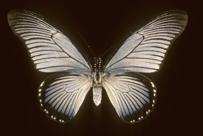 Papilio zalmoxis Blauwe zeilboot door Augustus Kollner