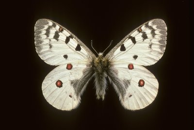 Parnassius phoebus Kleine apollo door Augustus Kollner