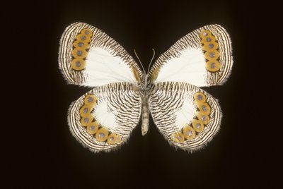 Physcaeneura leda door Augustus Kollner