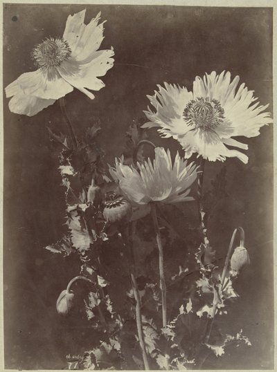 Bloemstilleven met papavers door Charles Hippolyte Aubry