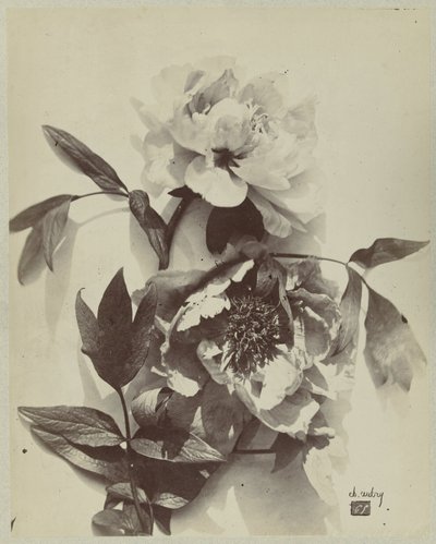 Bloemstilleven met pioenrozen door Charles Hippolyte Aubry