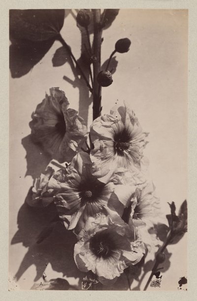Bloemstilleven met stokroos door Charles Hippolyte Aubry