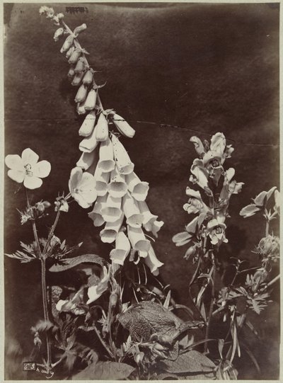 Bloemstilleven met vingerhoedskruid door Charles Hippolyte Aubry