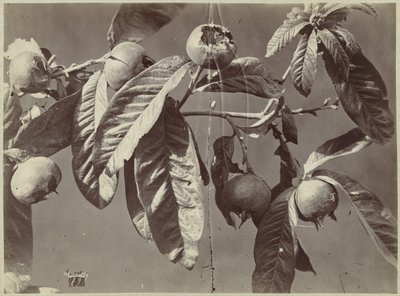 Stilleven met mispels door Charles Hippolyte Aubry
