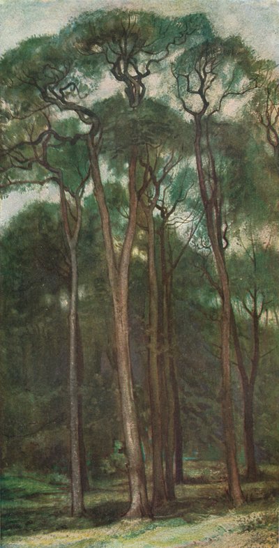 Studie van bomen, c1900 1903-1904 door Charles Holroyd