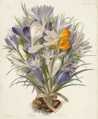Lentekrokussen, plaat uit Transactions of the Horticultural Society, London, vol VII, 1830 (handgekleurde gravure) door Charles John Robertson