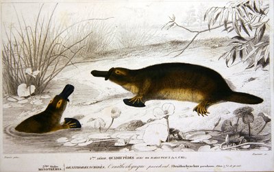 Platypi, illustratie uit 