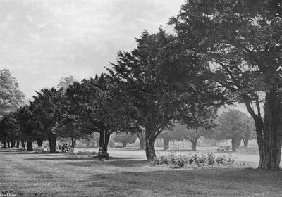 De Yews bij Hampton Court Vandaag door Charles Latham