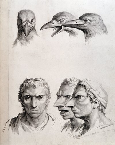 Profielen van vogel en "man-vogel" - door Lebrun, in "Verhandelingen over de fysiognomie van de mens vergeleken met die van dieren" door Charles Le Brun