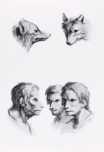 Overeenkomsten tussen het hoofd van een wolf en een man, uit 