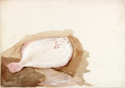 Studie van een Platte Vis door Charles Napier Hemy