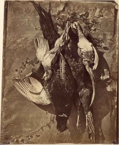 [Stilleven van wildvogel met veren]. door Charles Nègre