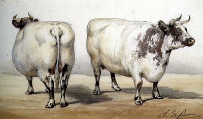 Studie van twee langhoornige koeien door Charles Oliver de Penne