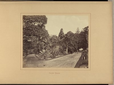 Botanische tuinen door Charles Percy Pickering