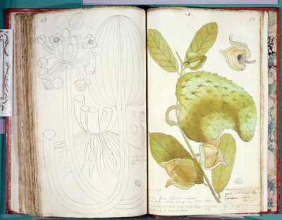 Ms 23 Kardemom, uit een manuscript over planten van de Antillen en Santo Domingo door Charles Plumier