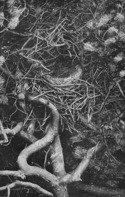 Nest van Ekster, ca. 1882, 1912 door Charles Reid