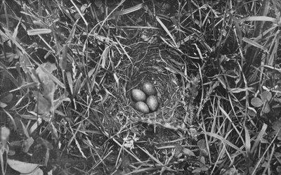 Nest van Veldleeuwerik, c1882, 1912 door Charles Reid