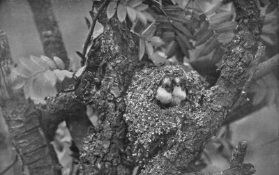 Jonge staartmezen, kijkend uit het nest, ca. 1882, 1912 door Charles Reid