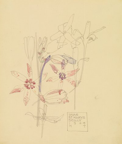 Ixias door Charles Rennie Mackintosh