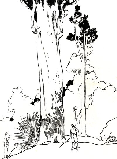 Een Kauri-boom, 1912 door Charles Robinson