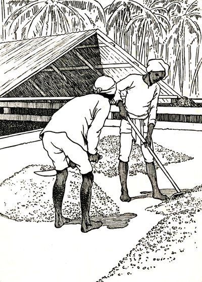 Het drogen van de cacao door Charles Robinson