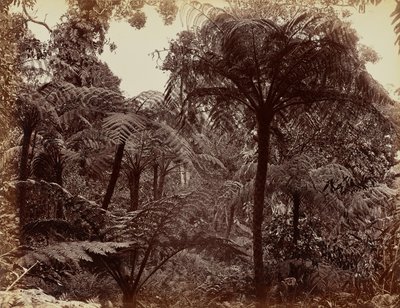 Hakgala tuinen, Nuwara Eliya door Charles T. Scowen