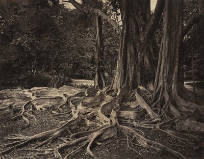 Rubberboom, Assam, India (Ficus Elastica) door Charles T. Scowen