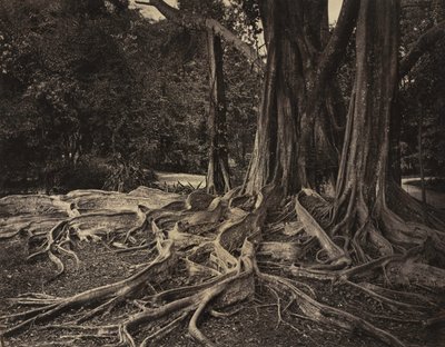 Rubberboom, Assam, India Ficus Elastica door Charles T. Scowen