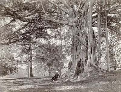 Een heer zittend onder een grote inheemse boom in Brits Ceylon, nu Sri Lanka, 1880s door Charles T Scowen and Co