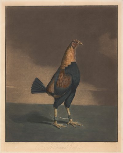 Hanengevechten [een paar]:  2. De getrimde haan door Charles Turner