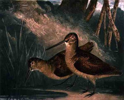 Houtsnippen, plaat 4 van British Feather Game, gegraveerd door de kunstenaar, uitgegeven door R. Ackermann, ca. 1810 door Charles Turner