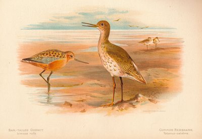 Barstaartgodwit Limosa rufa, gewone ruiter Totanus, 1900, 1900 door Charles Whymper