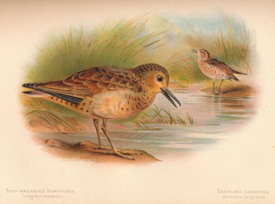 Buff-borstige strandloper Tringites rufescens, Bartrams strandloper Bartramia longicauda door Charles Whymper
