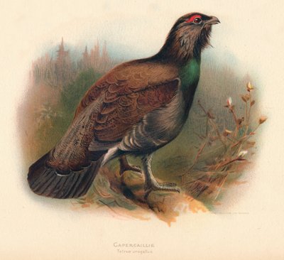 Auerhoen Tetrao urogallus, 1900 door Charles Whymper