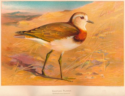Kaspische Plevier Ochthodromus asiaticus, 1900 door Charles Whymper