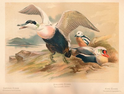 Eidereend Somateria mollissima, Stellers eidereend Heniconnetta stelleri, Koningseider Somateria door Charles Whymper