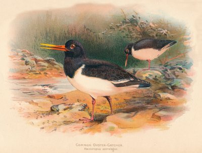 Scholekster Haematopus ostralegus door Charles Whymper