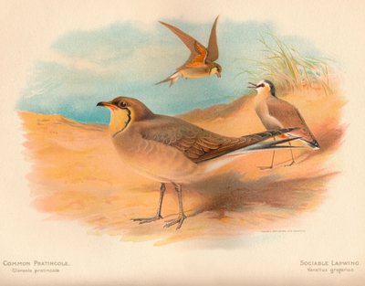 Gewone Vorkstaartplevier Glareola pratincola, Sociabele Kievit Vanellus gregarius, 1900 door Charles Whymper
