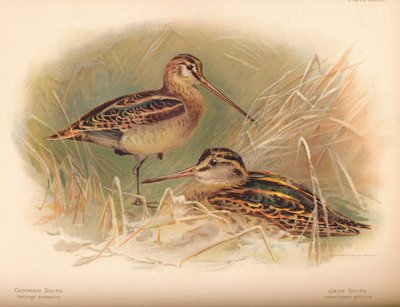 Gewone Snip Gallinago scolopacina, Bokje Limnocryptes gallinula door Charles Whymper