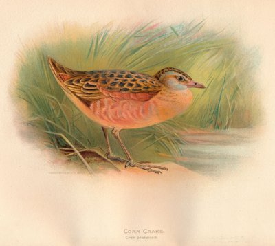 Kwartelkoning Crex pratensis, 1900 door Charles Whymper