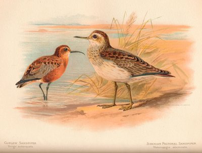 Krombekstrandloper Tringa subarquata, Siberische pectorale strandloper Heteropygia acuminata, 1900 door Charles Whymper