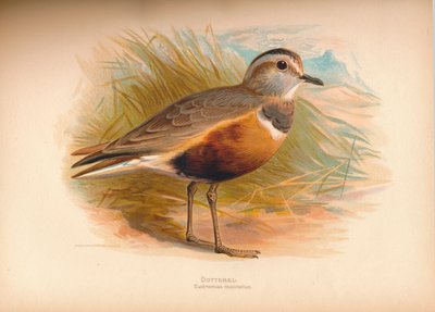Morinelplevier Eudromias morinellus, 1900 door Charles Whymper