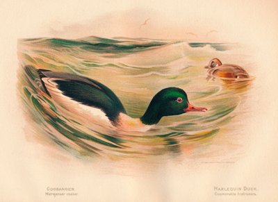 Grote Zaagbek Mergus merganser, Harlekijneend Histrionicus histrionicus, 1900 door Charles Whymper
