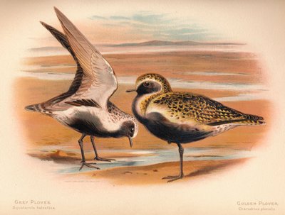 Grijze Plevier Squatarola helvetica, Goudplevier Charadrius pluvialus, 1900 door Charles Whymper